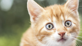 Kitten blue eye symmetrical background - a blue eye free wallpaper