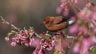 Small bird cherry blossoms spring - a small bird free wallpaper