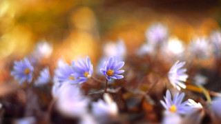 Blue flower field bokeh macro - a field of grass and dirt free wallpaper