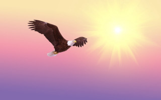 Bald eagle flying sunrise pink - the sun in the background free wallpaper