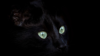 Black cat glowing green eyes 3 - a black cat free wallpaper for desktop