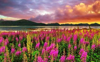 Flower field lake sunset mountains - a lake in the background free wallpaper
