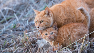 Cat kitten grass outdoors photorealistic - the grass together free wallpaper