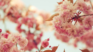 Pink flowers blooming branch sunlight - aestheticism free wallpaper for desktop