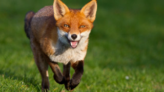 Red fox running grassy field 3 - its mouth wide open free wallpaper for desktop