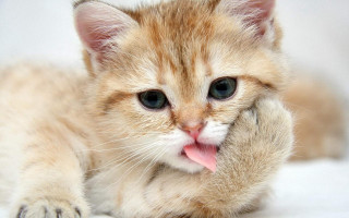 Kitten tongue white blanket glamor - a white blanket free wallpaper