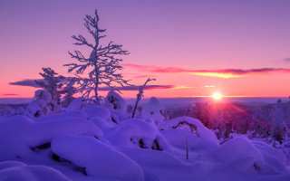 Sunset snowy landscape tree pink - a pink sky in the background free wallpaper for desktop
