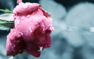 Pink rose water droplets macro 32 - a pink rose free wallpaper for desktop