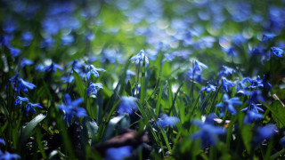 Blue flower field grass blurry - blue flower free wallpaper for desktop