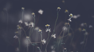 White flowers yellow centers blurry 2 - elinor proby adams free wallpaper