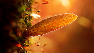 Leaf mossy surface autumn sunset - mossy free wallpaper