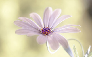Daisy lily flower bug macro - a close up of a flower free wallpaper for desktop