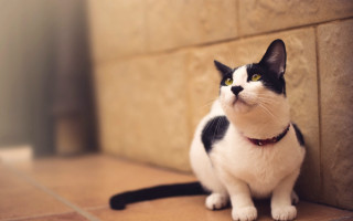 Black white cat red collar - the floor next free wallpaper