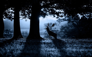 Deer forest night fog silhouette - a deer free wallpaper