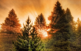 Sunset woods trees sunbeam autumn - a picture of a sunset free wallpaper