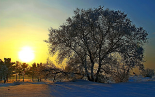Snowy tree sunset frost autumn - the sun in the background free wallpaper
