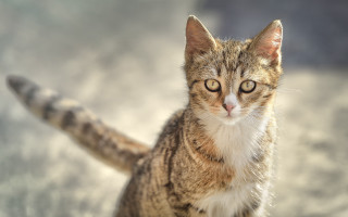 Curious cat blurry background animal - a curious look free wallpaper