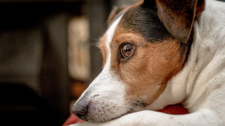 Dog laying red blanket art - his head free wallpaper