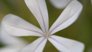 Flower butterfly macro shallowdepth naturalism - a blurry background of flowers free wallpaper for desktop