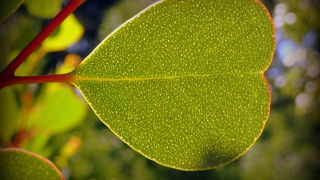 Green leaf red stem ecological - andy goldsworthy free wallpaper