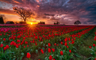Flower field sunset clouds tree - dirck van der lisse free wallpaper