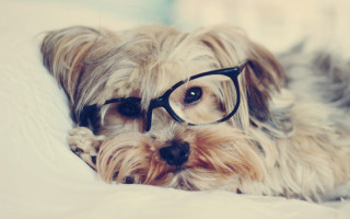 Dog glasses bed furry photo - glass free wallpaper for desktop