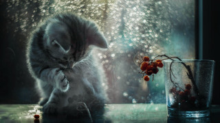 Cat glass water flower table - a cat sitting next free wallpaper for desktop