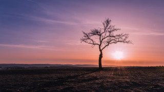 Lone tree sunset purple sky - a few white dot free wallpaper