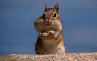 Squirrel peanut rockwall blue sky - a rock wall free wallpaper for desktop