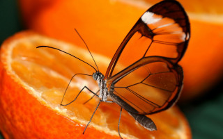 Butterfly orange slice surreal autumn - surrealism free wallpaper for desktop