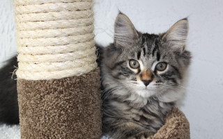 Cat sitting scratching post toy - maya free wallpaper for desktop