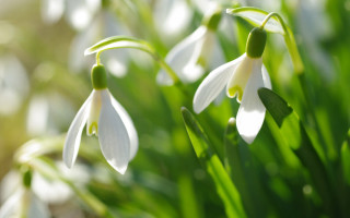 White flowers sunlight green stems - green stem and leaves free wallpaper