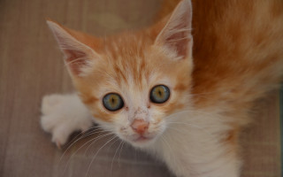 Orange white kitten blue eyes - kitten free wallpaper
