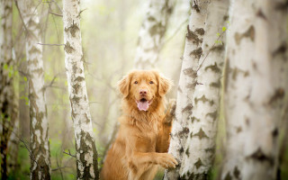 Happy dog in woods trees - elke vogelsang free wallpaper