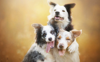 Three dogs smiling renaissance award - free dogs wallpaper
