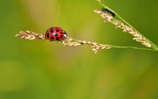 Ladybug green plant bug grass - a lady bug free wallpaper for desktop