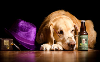 Dog glasses purple hat beer - a purple hat free wallpaper