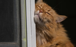 Cat sleeping window ledge fence - free rain wallpaper for desktop