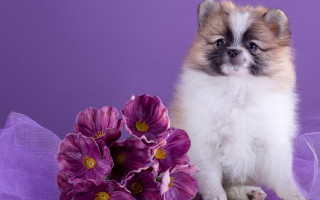 Small dog flower bouquet purple - a purple ribbon free wallpaper