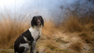 Dog field tallgrass sky blurry - tall grass free wallpaper for desktop