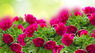 Pink flowers green leaves blurry 4 - green leaf free wallpaper for desktop