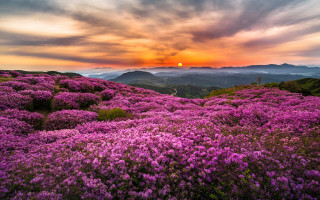 Purple flower field sunset mountains - a sunset in the background and mountains free wallpaper