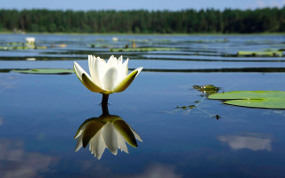 White flower floating pond lily - a pond free wallpaper