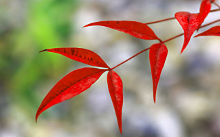 Red plant leaves macro blood - an zhengwen free wallpaper