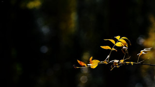Yellow leaves forest macro backlighting - a few leaf free wallpaper for desktop