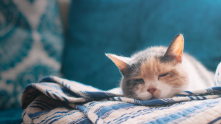 Cat sleeping blanket couch blurry - its head free wallpaper