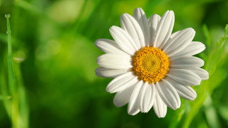 White yellow flower green grass - white background free wallpaper for desktop
