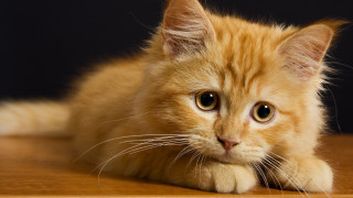 Small orange kitten on table - a small orange kitten free wallpaper