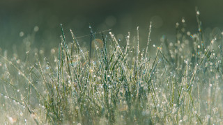 Dew grass nature macro forest - surface free wallpaper