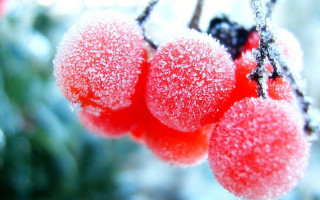 Berries ice snow flake macro - free hearts wallpaper